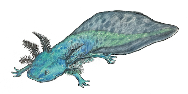 Learn how to color a realistic axolotl - Ambystoma mexicanum - step by step with video