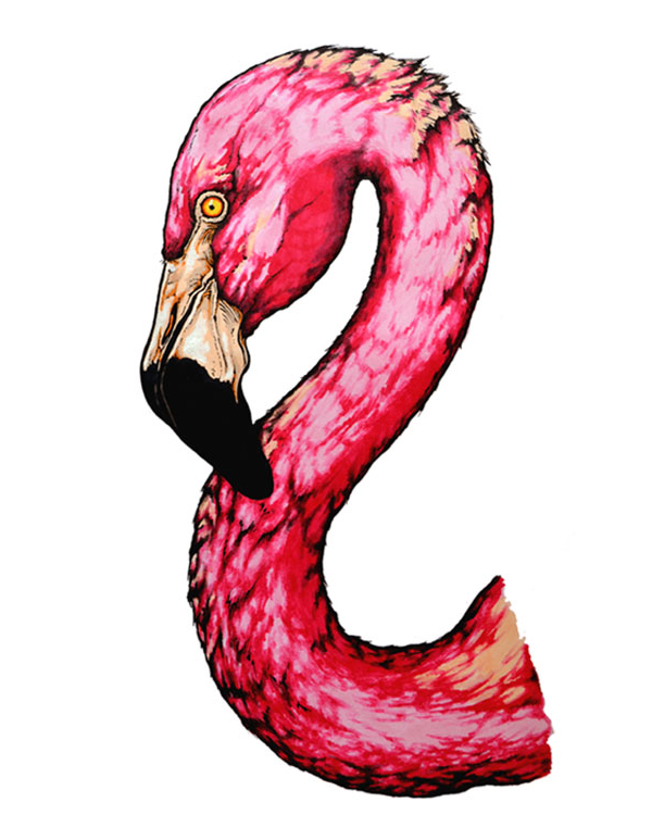 American Flamingo drawing artwork - Phoenicopterus ruber scientific illustration