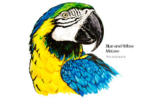 Blue-and-yellow macaw parrot drawing - Ara ararauna scientific illustration