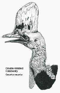 Double-wattled Cassowary drawing - Casuarius casuarius scientific illustration