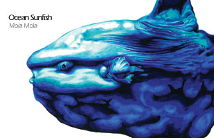 Ocean Sunfish drawing - Mola mola scientific illustration