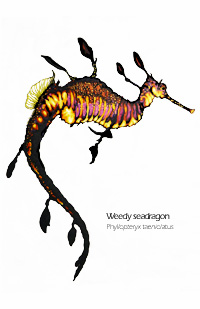 weedy sea dragon drawing - Phyllopteryx taeniolatus scientific illustration