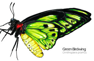 Green birdwing butterfly drawing - Ornithoptera priamus scientific illustration