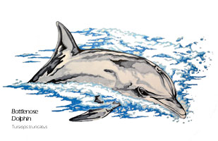 Bottlenose Dolphin drawing - Tursiops truncatus scientific illustration