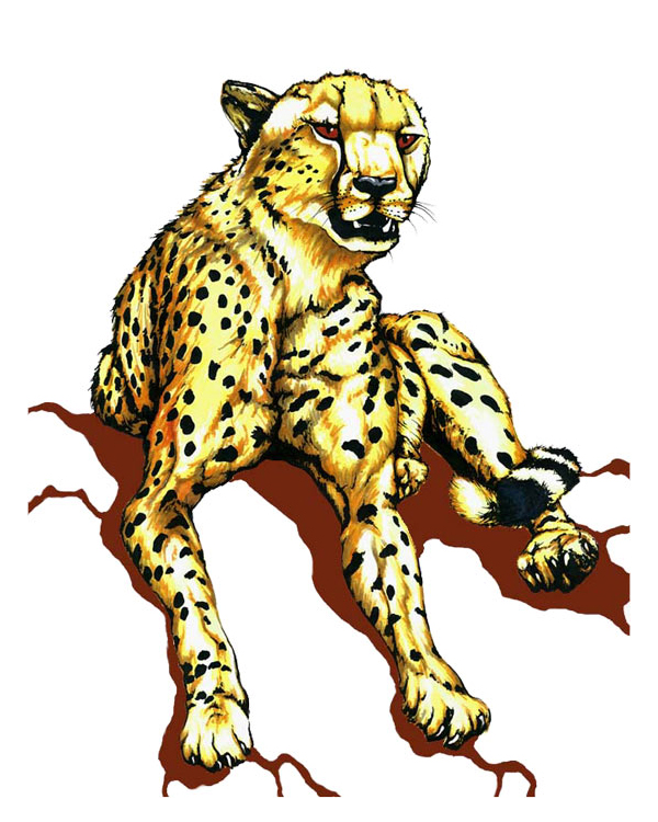 Cheetah drawing artwork - Acinonyx jubatus scientific illustration