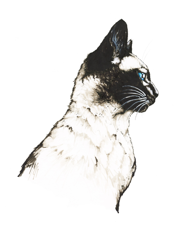 Siamese Cat drawing artwork - Felis catus scientific illustration