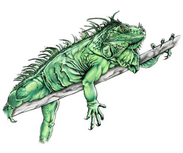 Green Iguana color drawing artwork - Iguana iguana scientific illustration