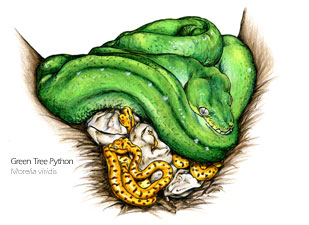 Green Tree Python drawing - Morelia viridis scientific illustration