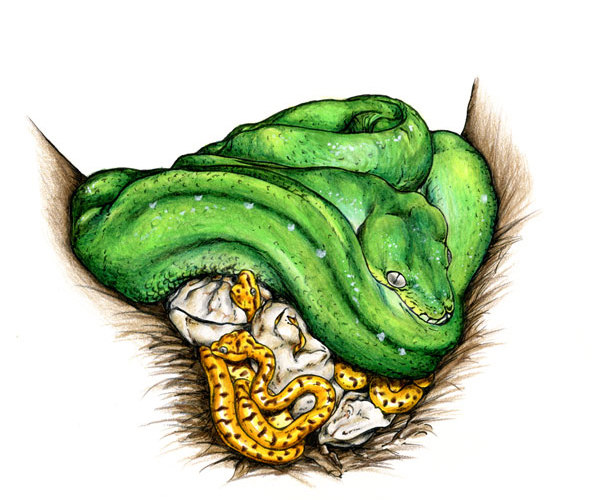 Green Tree Python drawing art - Morelia viridis scientific illustration