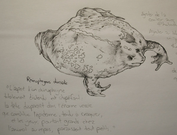 Pencil sketch of a Mexican Burrowing Toad
