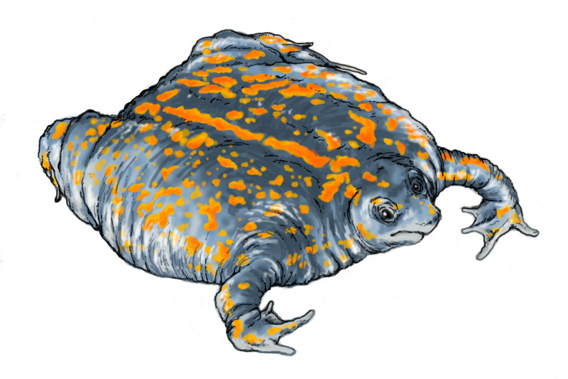 Colored drawing of a Mexcian burrowing toad