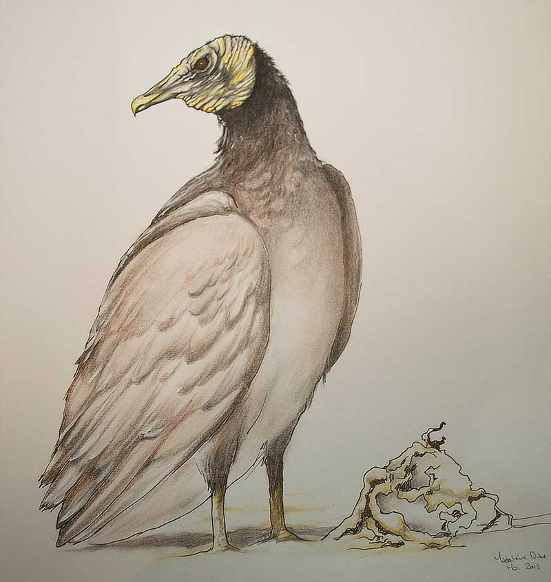 Pencil color drawing of an American Black Vulture