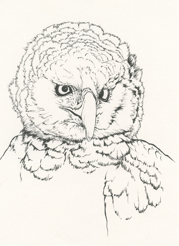 Ink sketch of an American Eagle Harpy