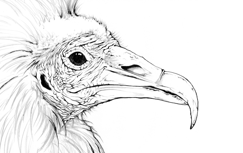 Pencil and ink drawing of an Egyptian Vulture