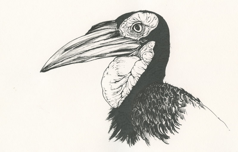 Ink drawing of an Southern Ground Hornbill