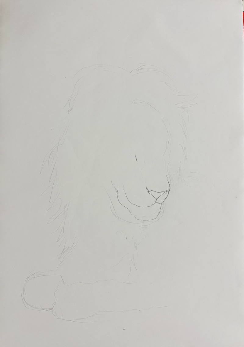 Step 1 of a realistic lion sketch in graphite pencil – lion drawing tutorial