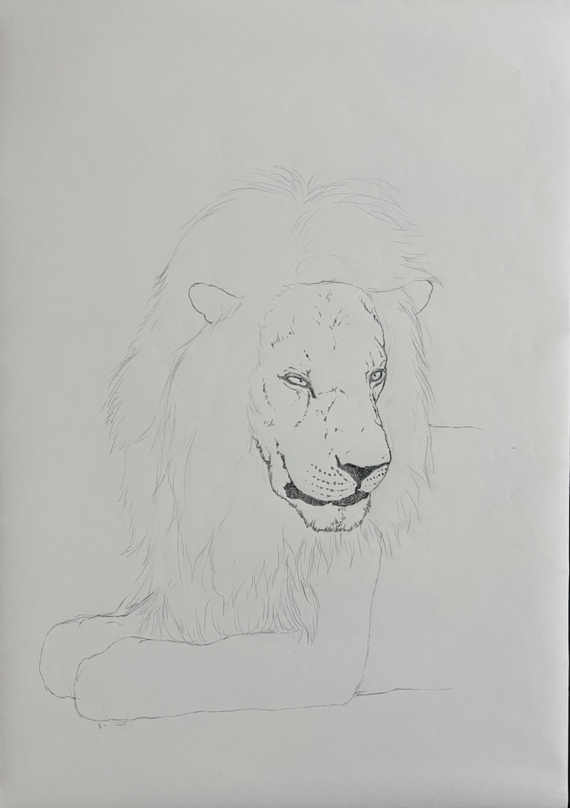 Graphite pencil drawing of a realistic lion with facial details – Step 3