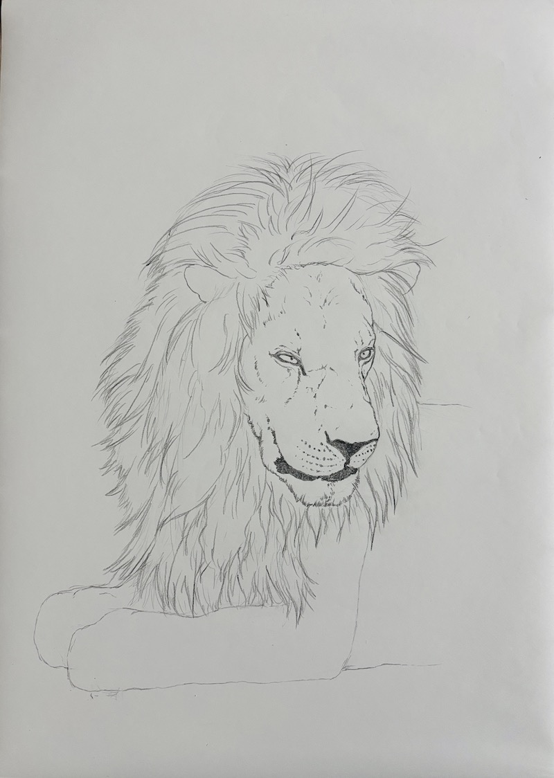 Realistic lion drawing with a full mane – Step 4