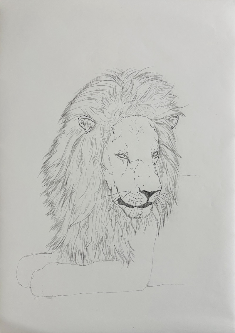 Realistic lion drawing with detailed mane – Step 5
