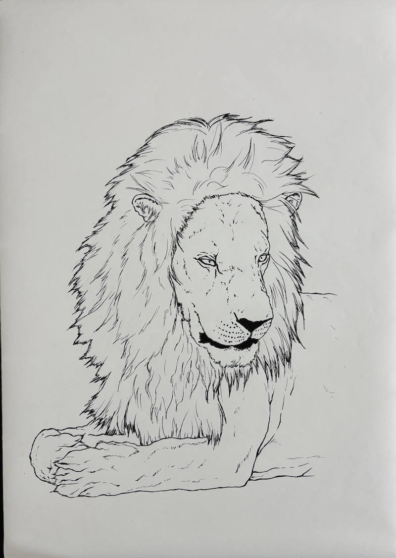 Learn how to draw a majestic lion with a full mane! Step-by-step instructions to draw a lion’s outline with images and video.