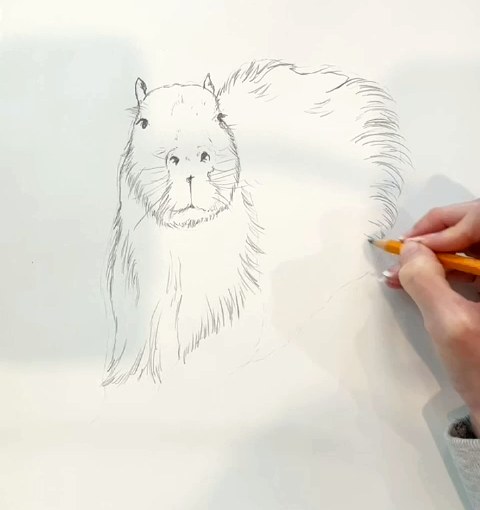 Step 3 how to draw a capybara in pencil - Fur outline of the capybara body drawn with short pencil strokes