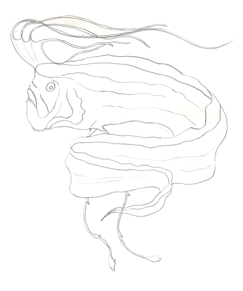 Sketch of an oarfish with graphite pencils