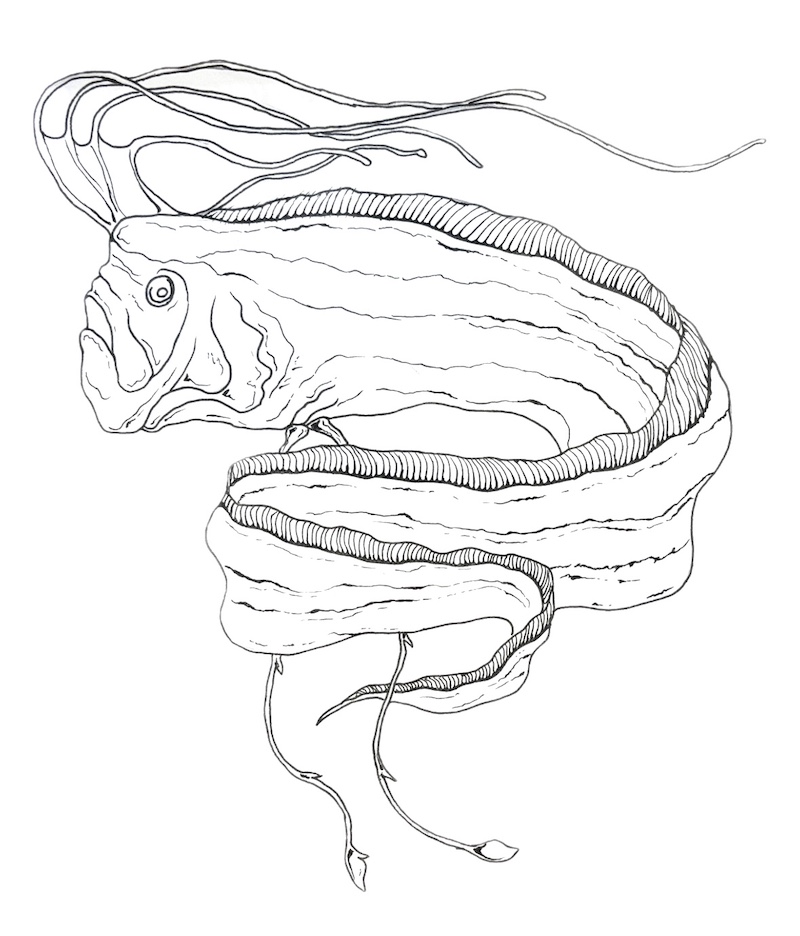 Black and white drawing of an oarfish
