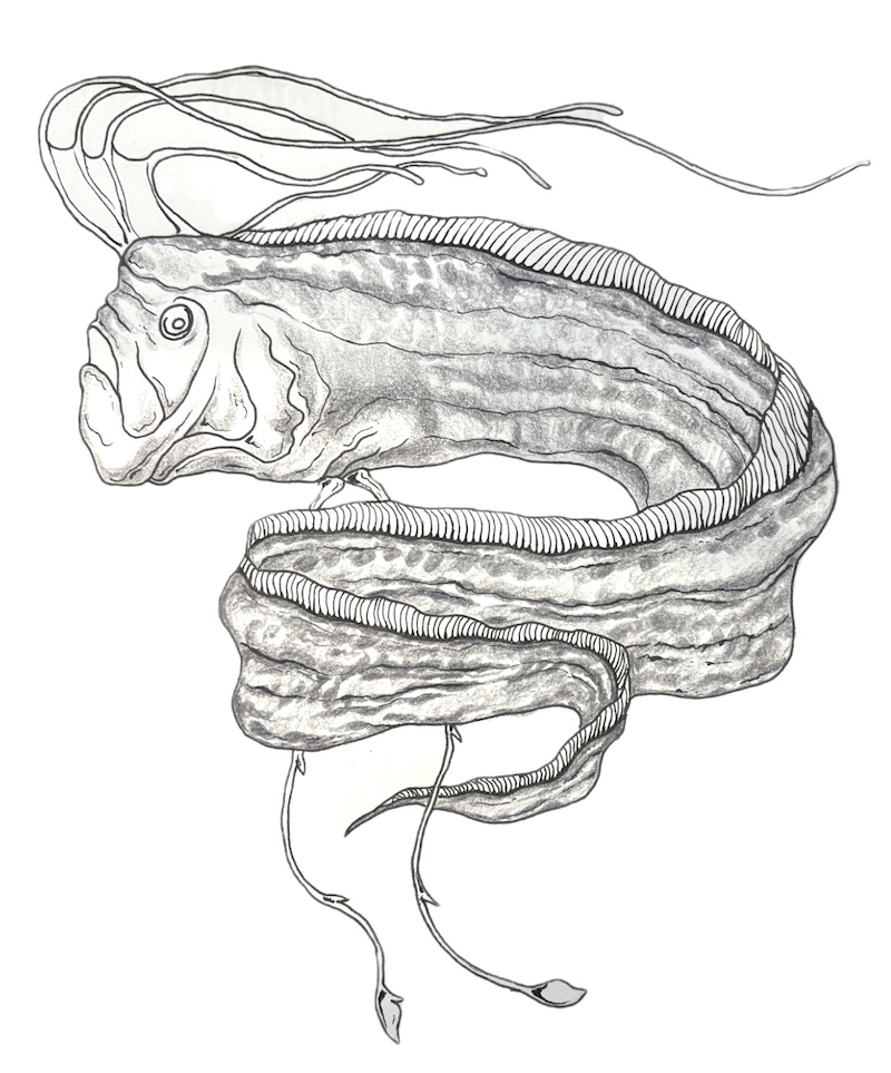 Drawing of an oarfish with a transparent gray body
