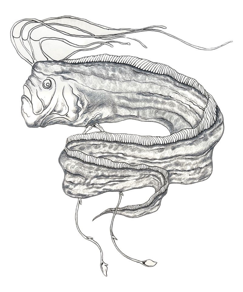 Drawing of an oarfish with gray-blue accents on the body
