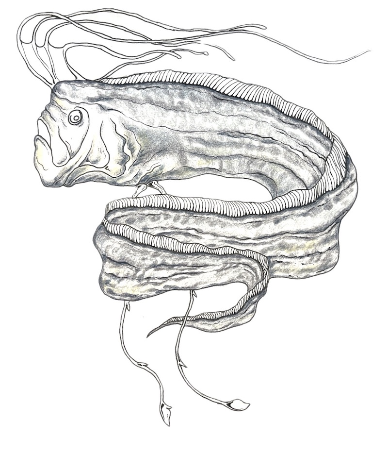Drawing of an oarfish with yellow highlights on the body