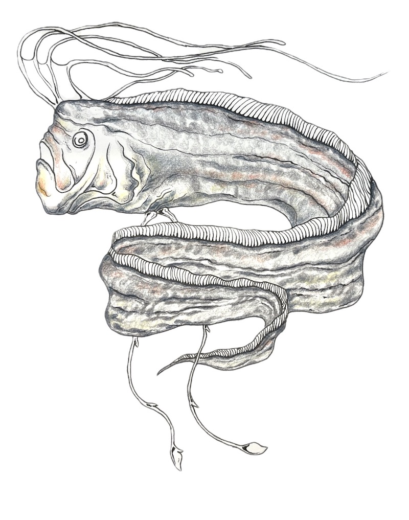 Drawing of an oarfish with red highlights on the body