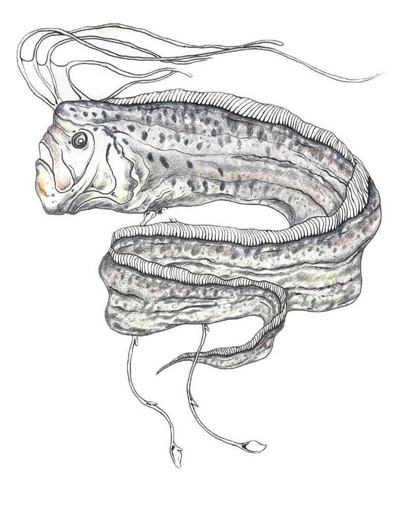 Drawing of an oarfish with gray spots and dots on the body