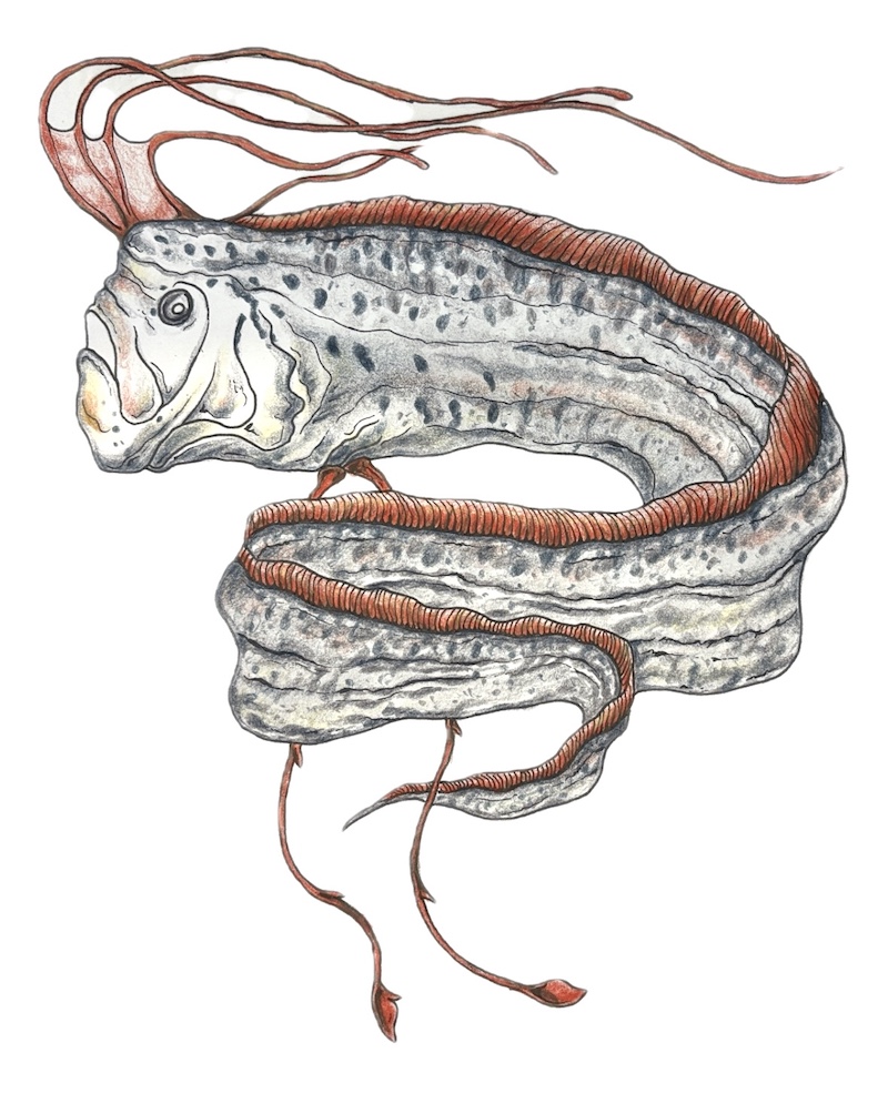Drawing of an oarfish with red fins