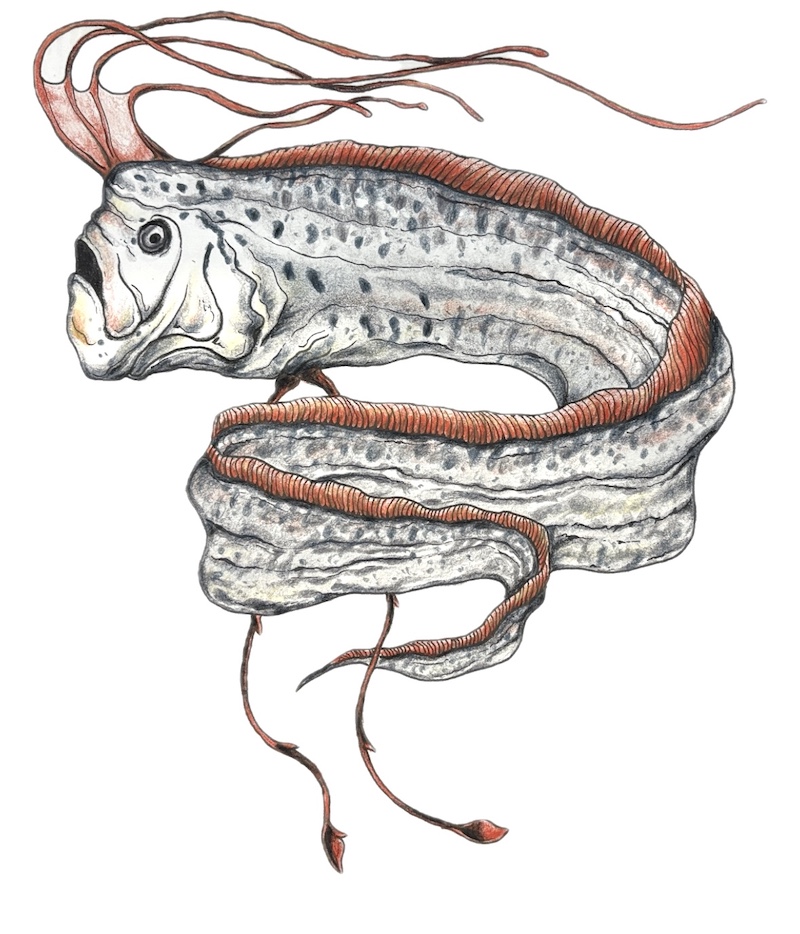 Learn how to color a realistic oarfish - Regalecus glesne scientific illustration - step by step with video