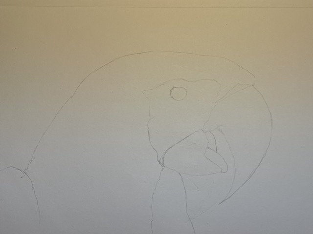 How to draw a realistic parrot - Scarlet Macaw. Draw the parrot's tongue and wings.