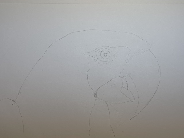 How to draw a realistic parrot - Scarlet Macaw. Add details around the eye.