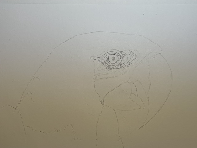 How to draw a realistic parrot - Scarlet Macaw. Trace the final outlines of the eye.