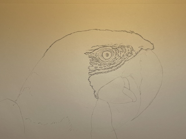 How to draw a realistic parrot - Scarlet Macaw. Add feather details around the eye and head contour.