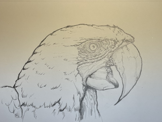 How to draw a realistic parrot - Scarlet Macaw. Go over the main contours.