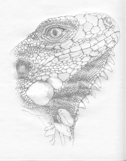 Pencil sketch drawing of a Green Iguana