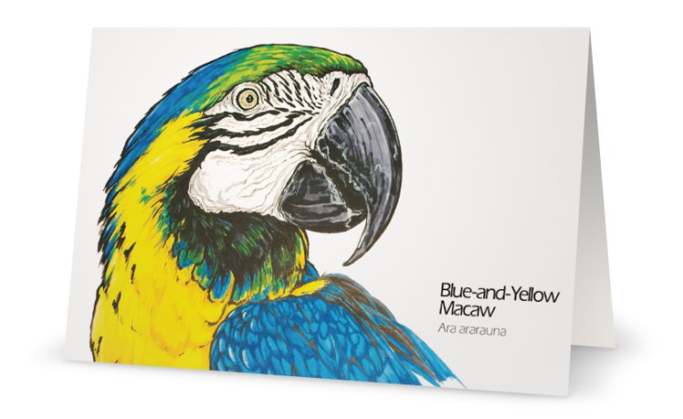 Blue and yellow macaw drawing greeting card