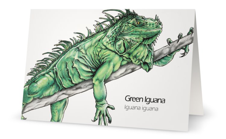 Green iguana drawing greeting card