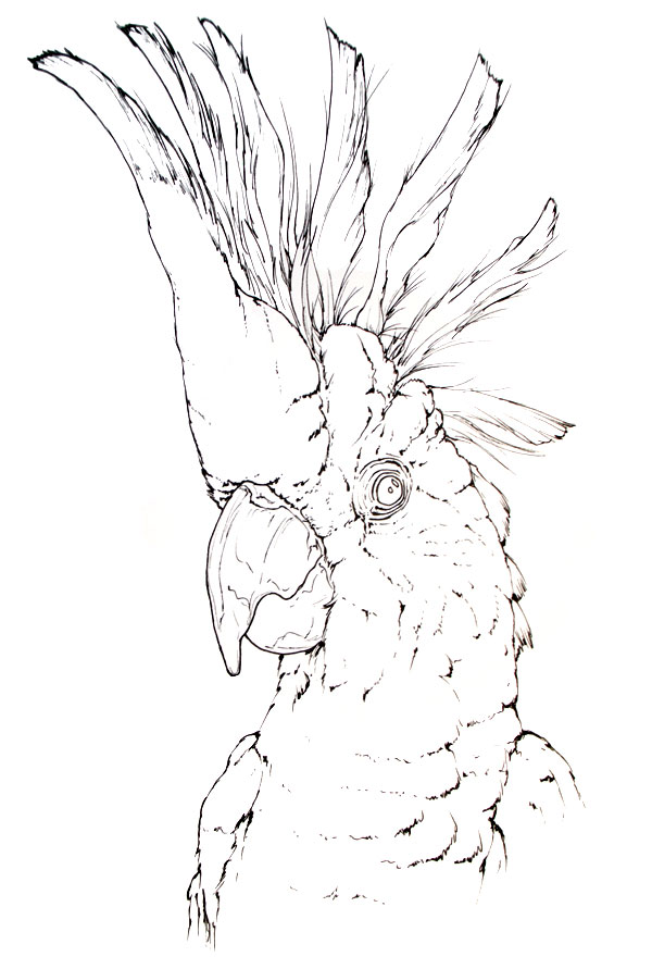 Sulphur-crested cockatoo parrot coloring page - Cacatua galerita scientific illustration