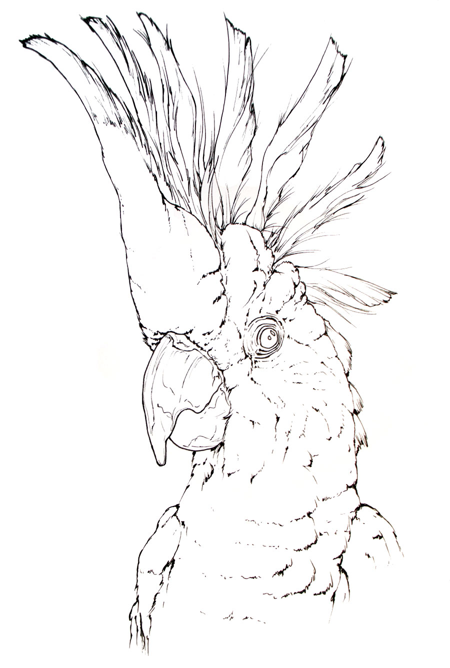 Coloring page to print of a sulphur-crested cockatoo parrot drawing - Cacatua galerita scientific illustration