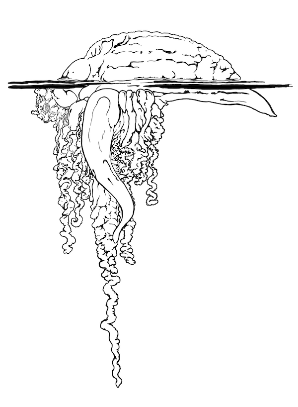 Realistic Portuguese Man-of-War drawing coloring page to print - jellyfish images to print free