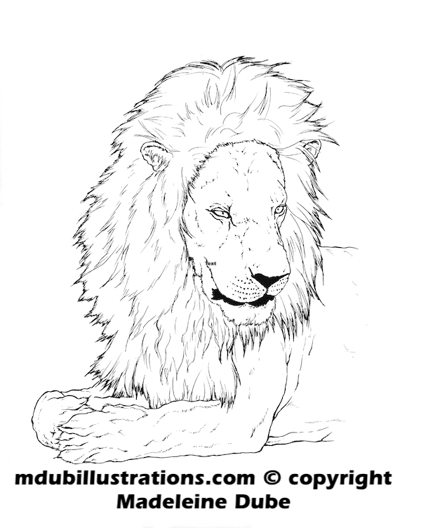 Free realistic Lion drawing coloring page to print