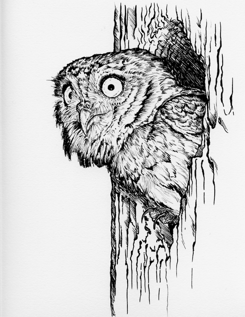 Black and white ink drawing of an owl