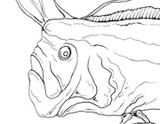 Realistic Oarfish drawing coloring page