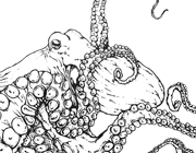 Common Octopus coloring page