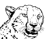 Realistic cheetah coloring page